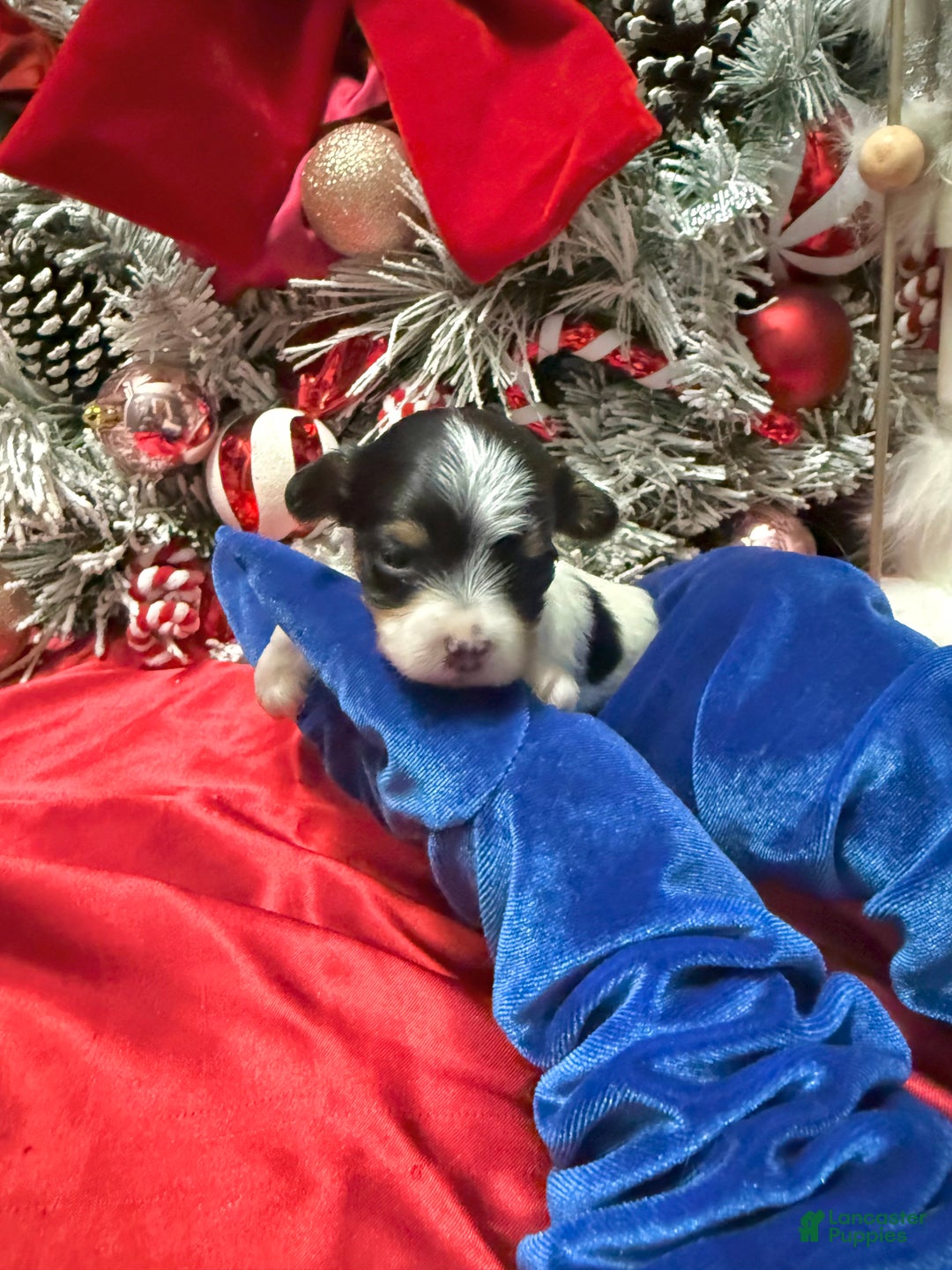 Yorkshire Terrier dogs for sale: Alfredo - Ad 7