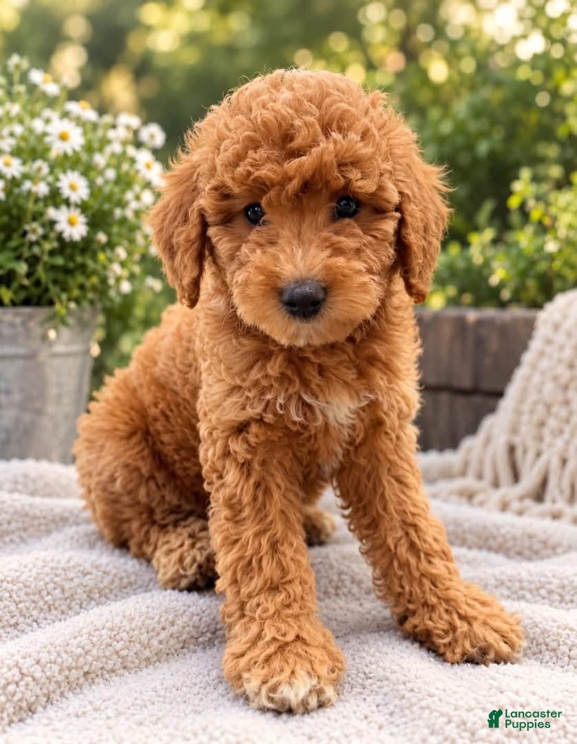 Mini Goldendoodle dogs Smalls - charting under 20 pounds - Ad 2