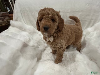 Mini Goldendoodle dogs Mini Goldendoodle Puppy Frosty - Ad 39