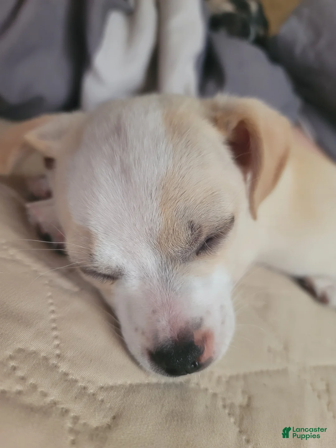 Mixed Breed dogs for sale: Titus - Ad 2