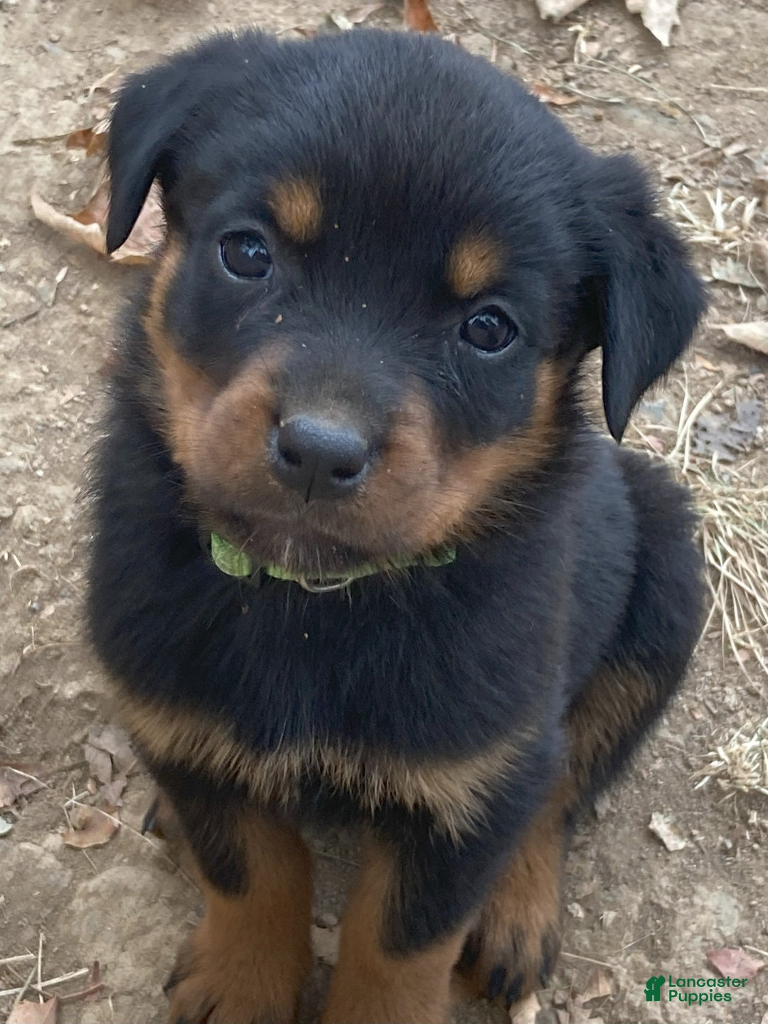 Rottweiler dogs for sale: Holly - Ad 14