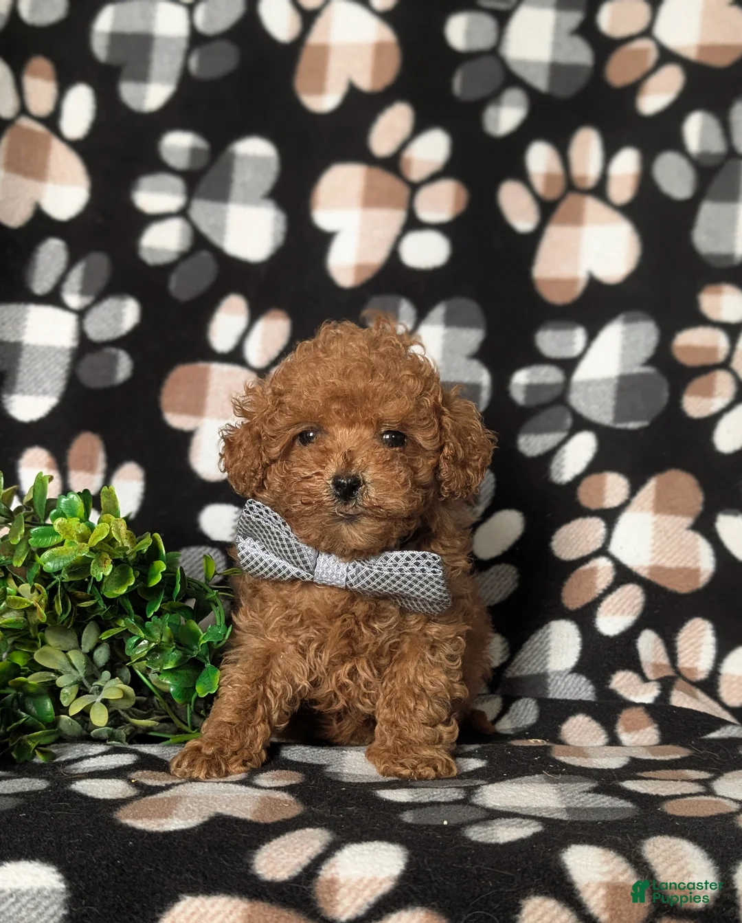 Toy Poodle dogs for sale: Eli 7 lbs Full Grown - Ad 2