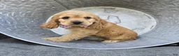 Cocker Spaniel dogs for sale: Kimberly - Ad 3