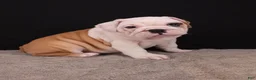 English Bulldog dogs for sale: Sally  - Ad 9