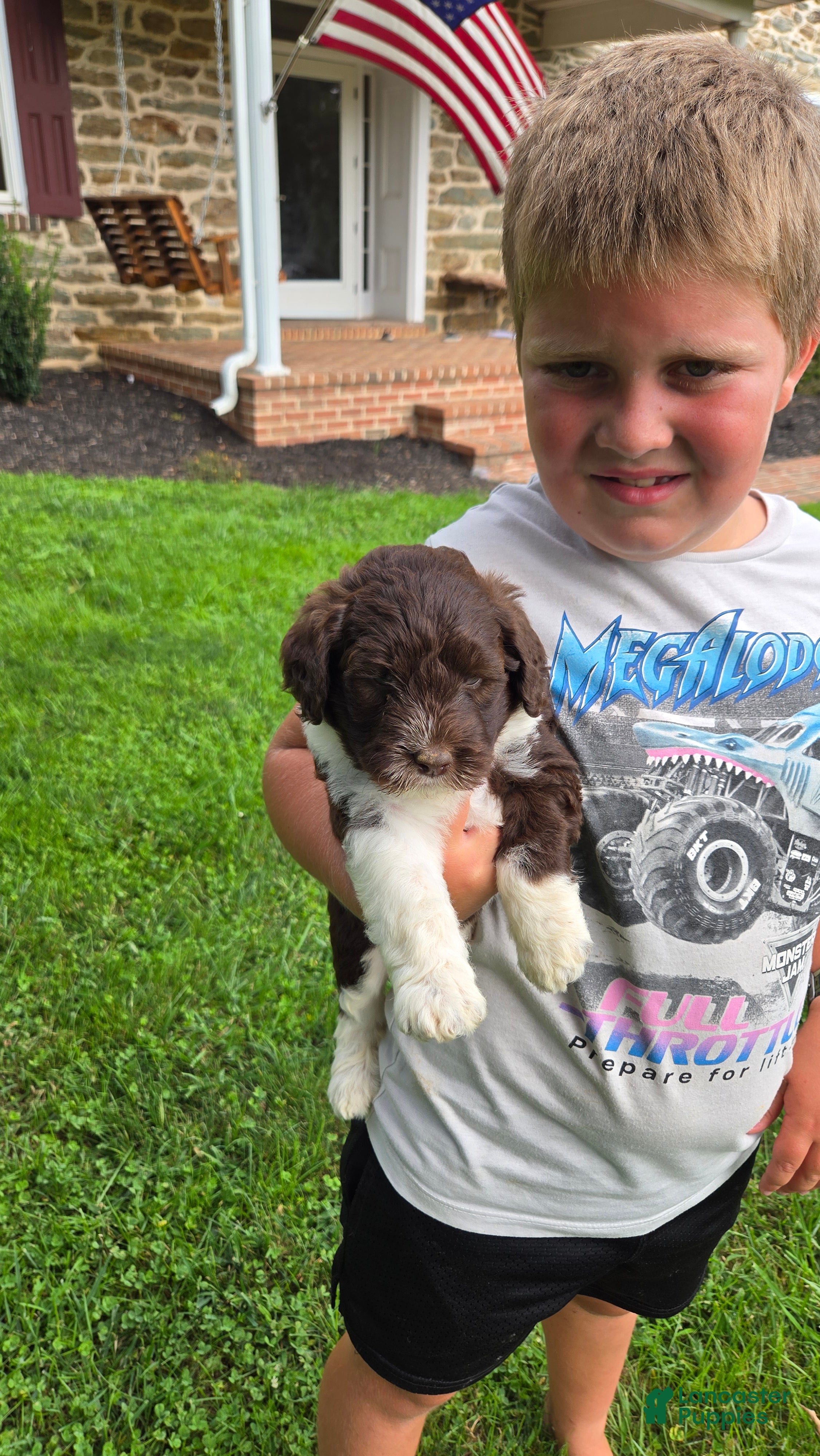 Portuguese Water Dog dogs Mary - Ad 2
