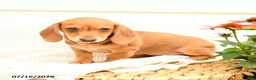 Miniature Dachshund dogs for sale: Gem  - Ad 4