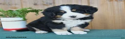 Bernese Mountain Dog dogs for sale: Paslie - Ad 4