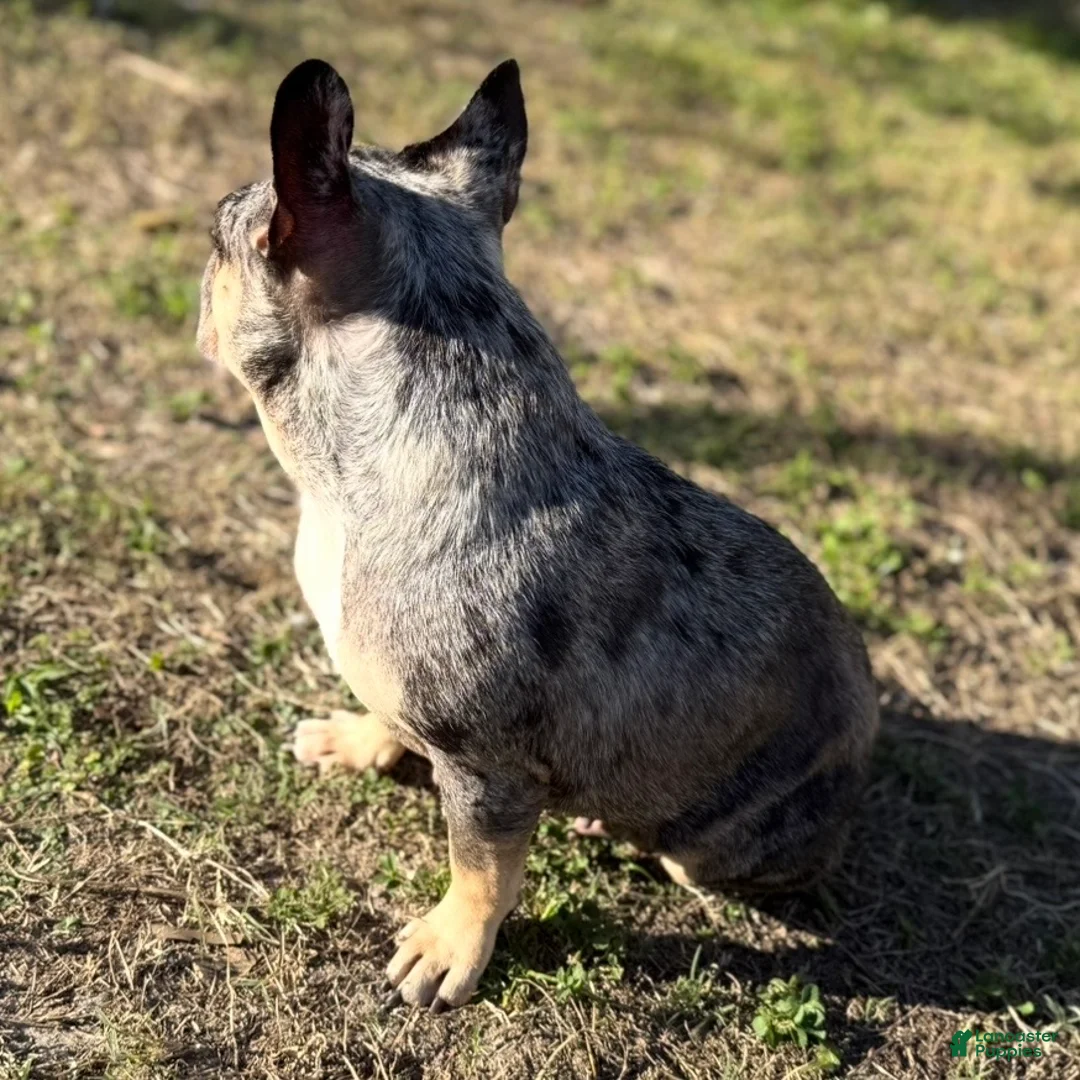 French Bulldog dogs for sale: Princess - Ad 13