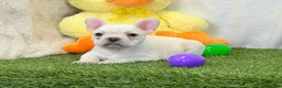 French Bulldog dogs for sale: Dozer - Ad 12