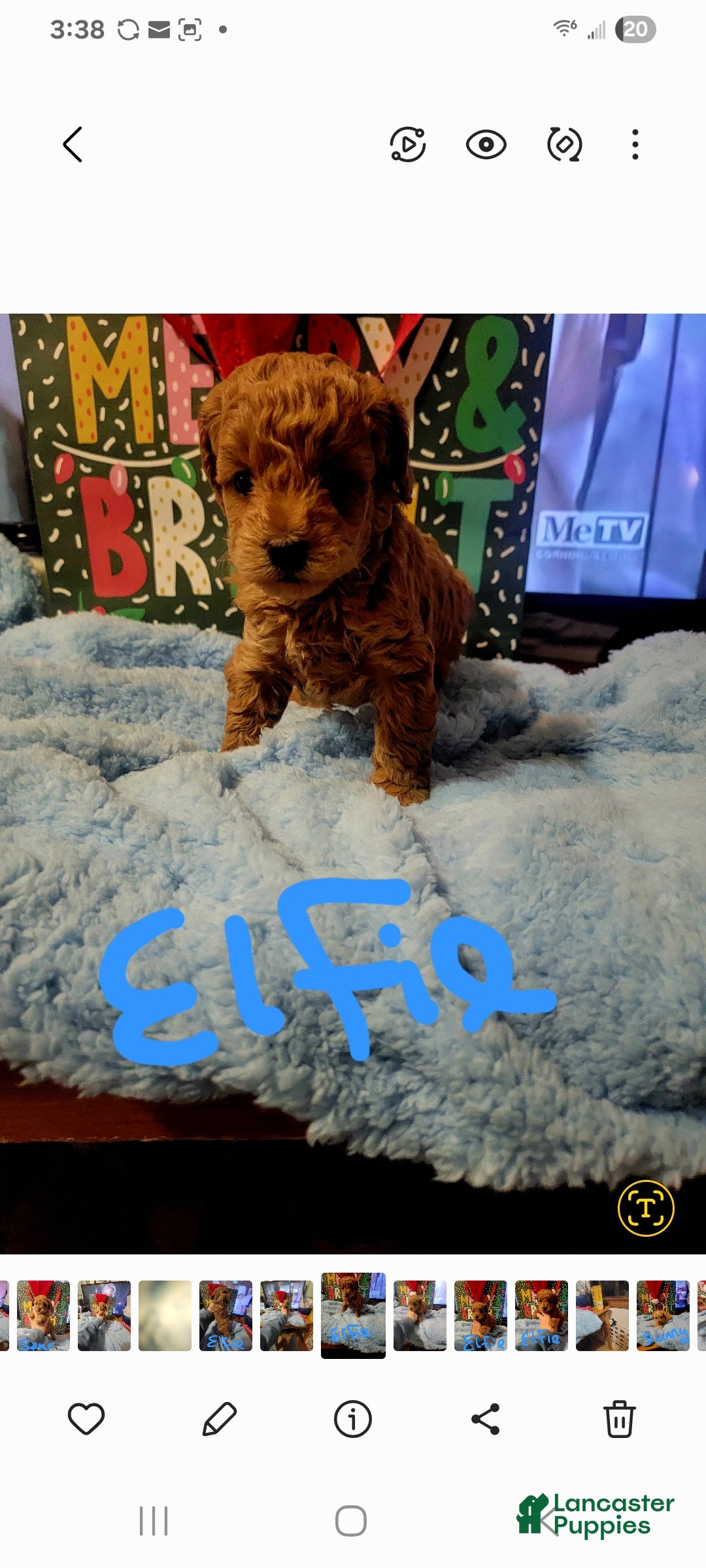Toy Poodle dogs for sale: Elfie  - Ad 1