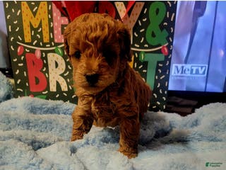 Toy Poodle dogs for sale: Elfie - Ad 2