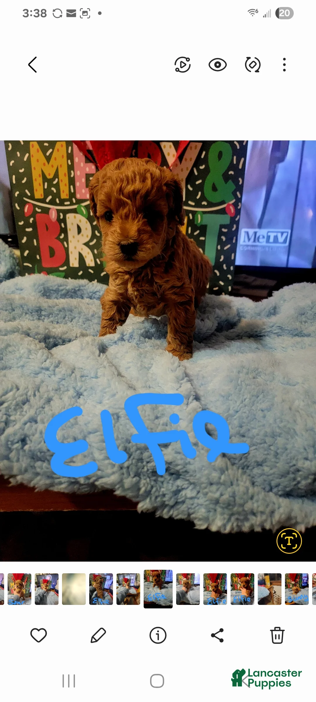 Toy Poodle dogs for sale: Elfie  - Ad 1