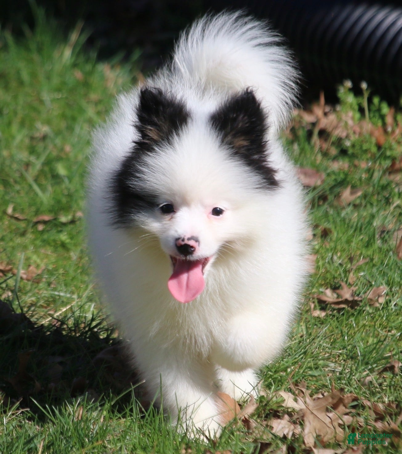 Pomsky dogs Sparky - Ad 2