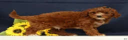 Cavapoo dogs for sale: Cooper - Ad 5