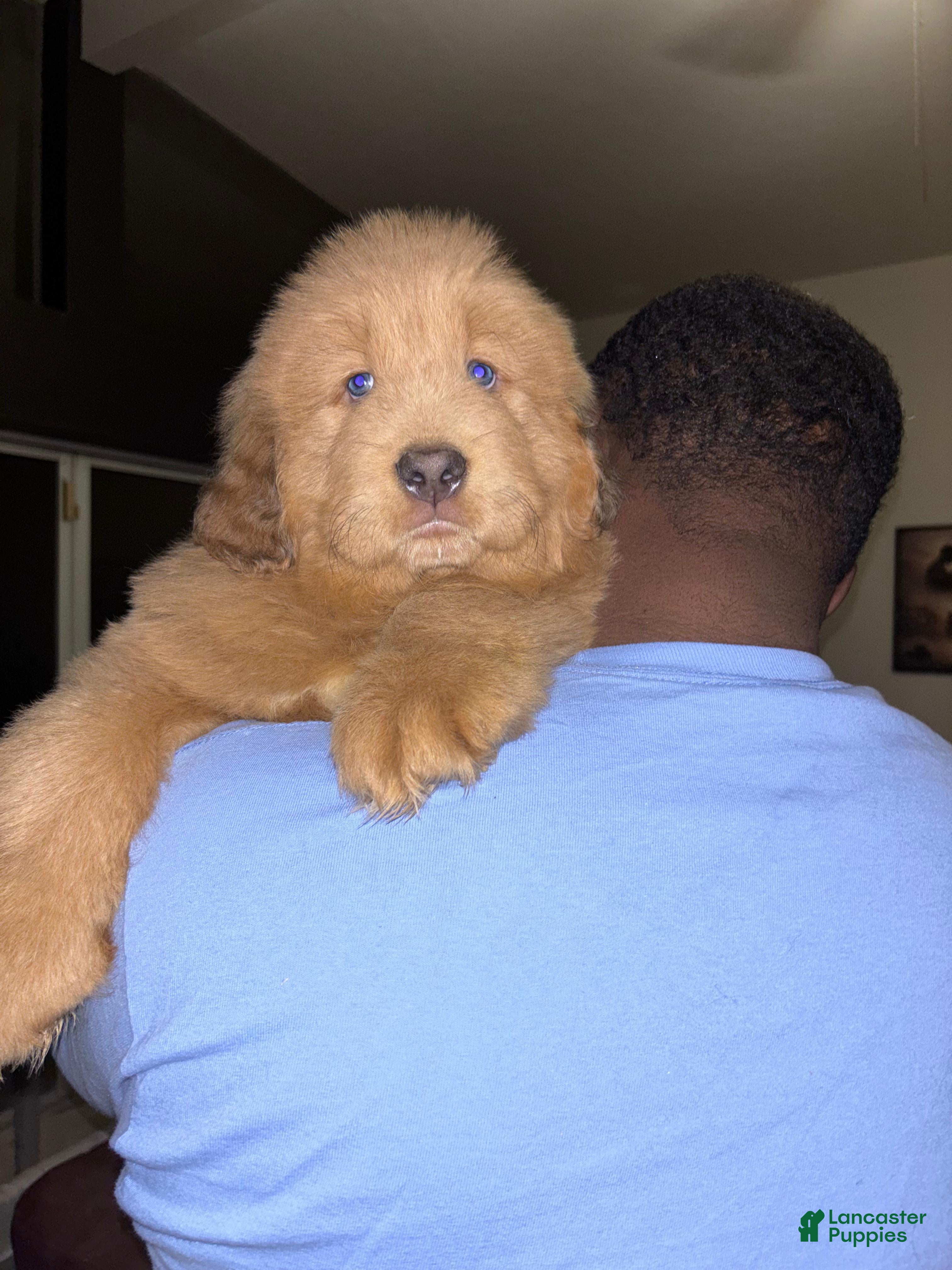 Tibetan Mastiff dogs for sale: Tibetan Mastiff Puppy 2 - Ad 4