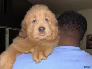 Tibetan Mastiff dogs for sale: Tibetan Mastiff Puppy 2 - Ad 4