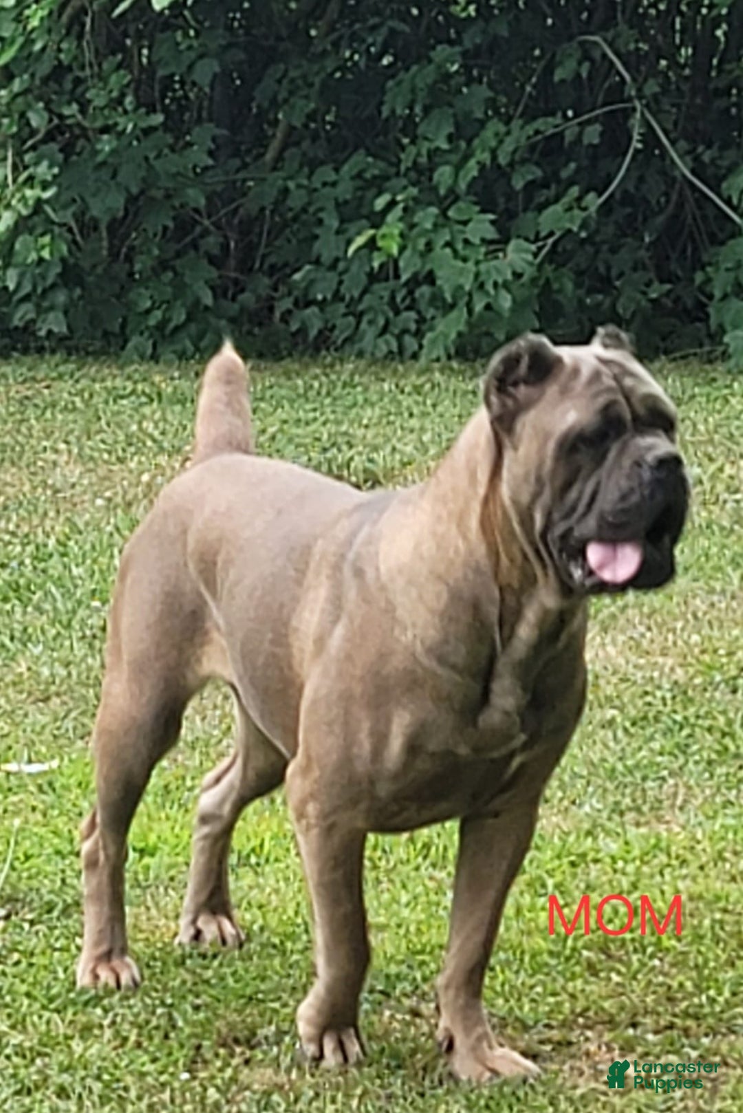 Cane Corso dogs for sale: BELLA - Ad 8