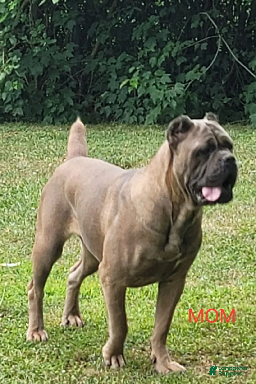 Cane Corso dogs for sale: GIZZEL - Ad 17