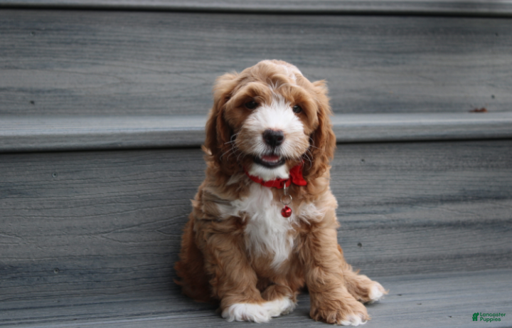 Cockapoo dogs Lando - Ad 2