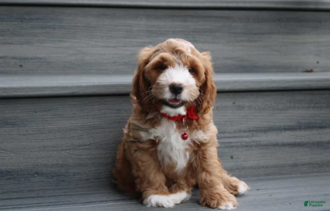 Cockapoo dogs for sale: Lando - Ad 2