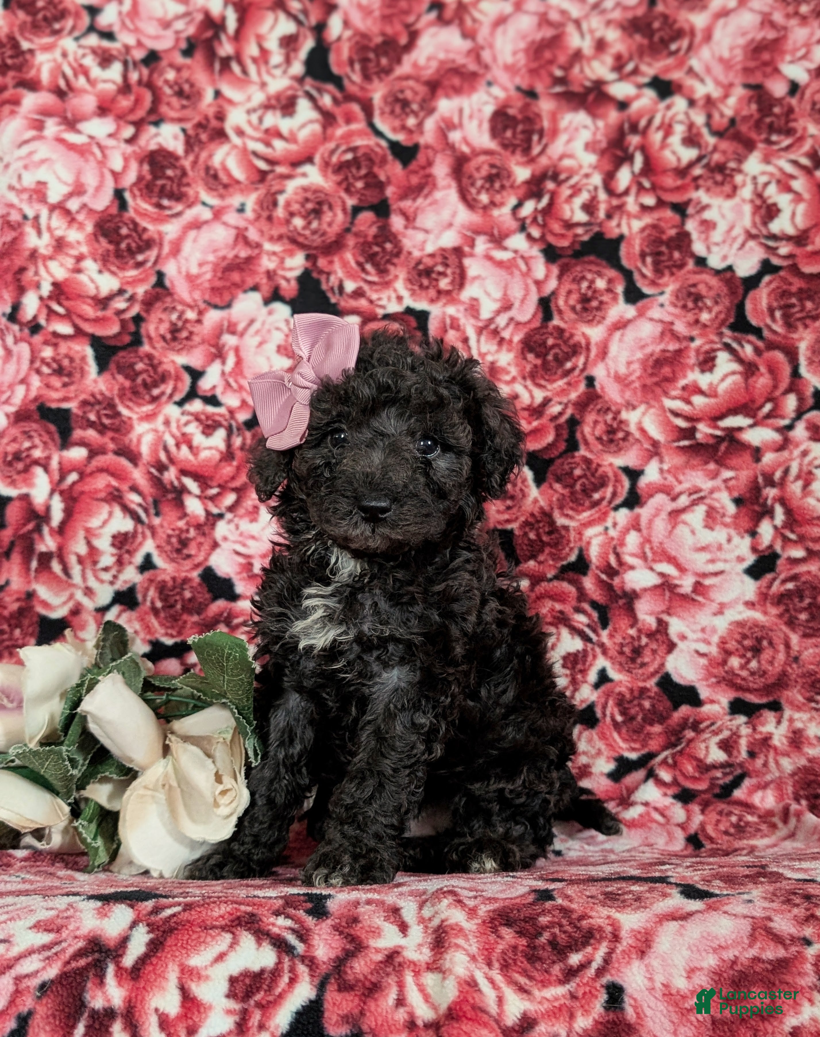 Miniature Poodle dogs Paloma - Ad 1