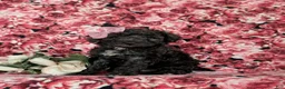 Miniature Poodle dogs for sale: Paloma - Ad 1