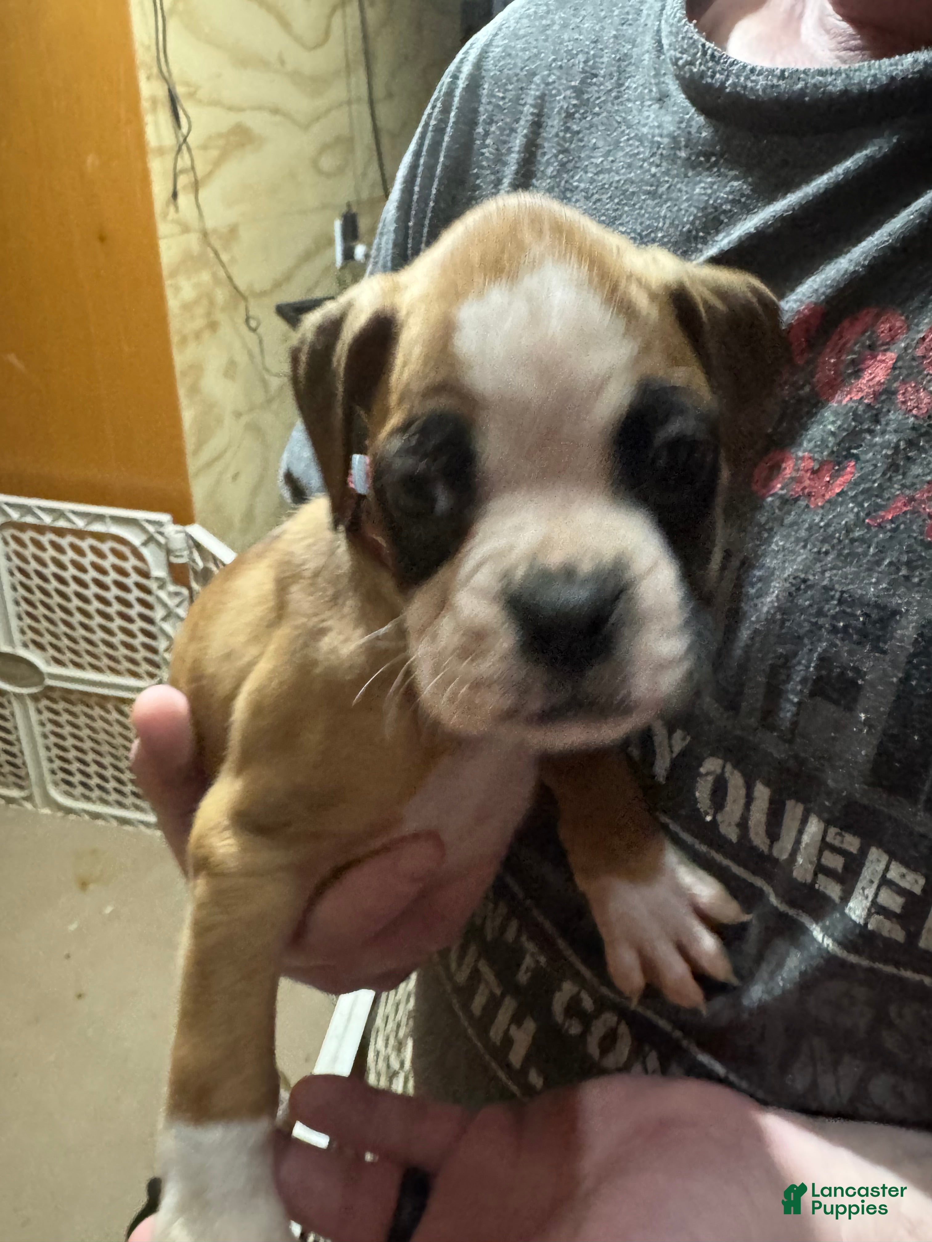 Boxer dogs Oscar - Ad 14