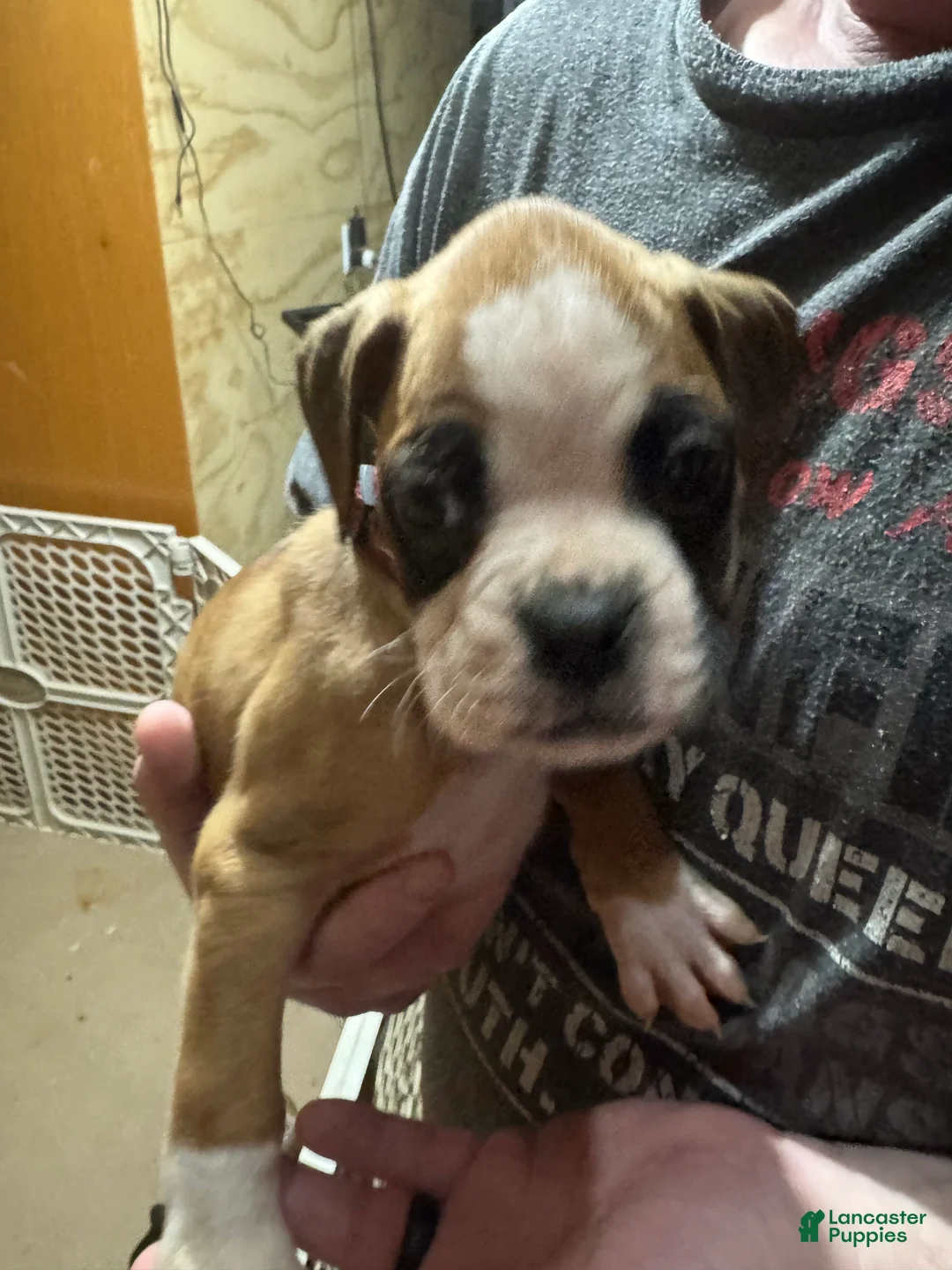 Boxer dogs for sale: Oscar - Ad 1