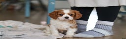 Cavalier King Charles Spaniel dogs for sale: Finn - Ad 11
