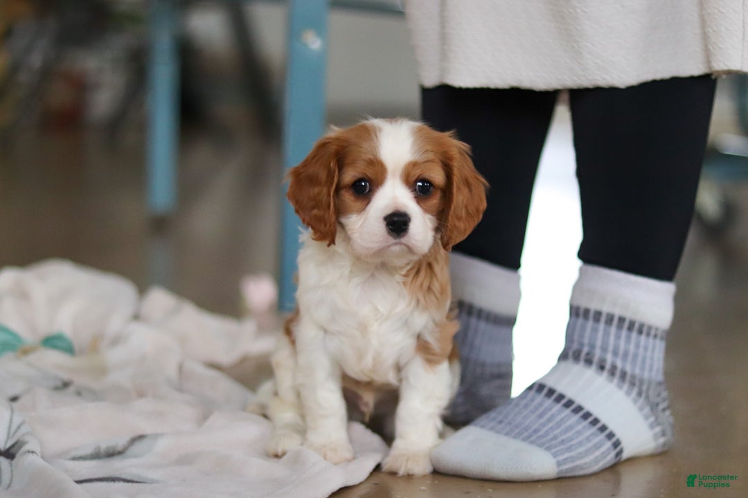 Cavalier King Charles Spaniel dogs for sale: Finn - Ad 11