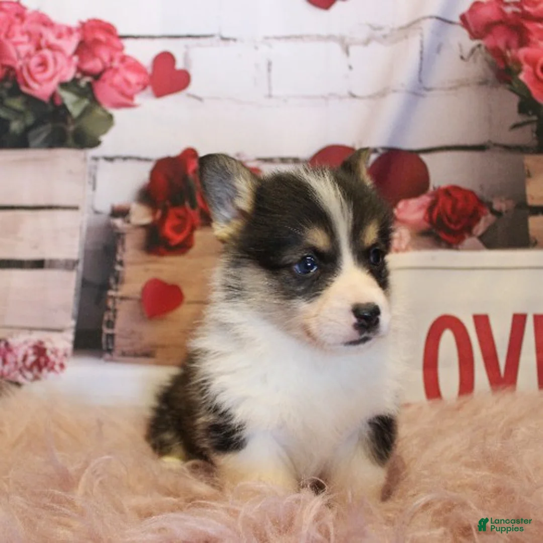 Welsh Corgi Pembroke dogs for sale: Cosmo - Ad 2