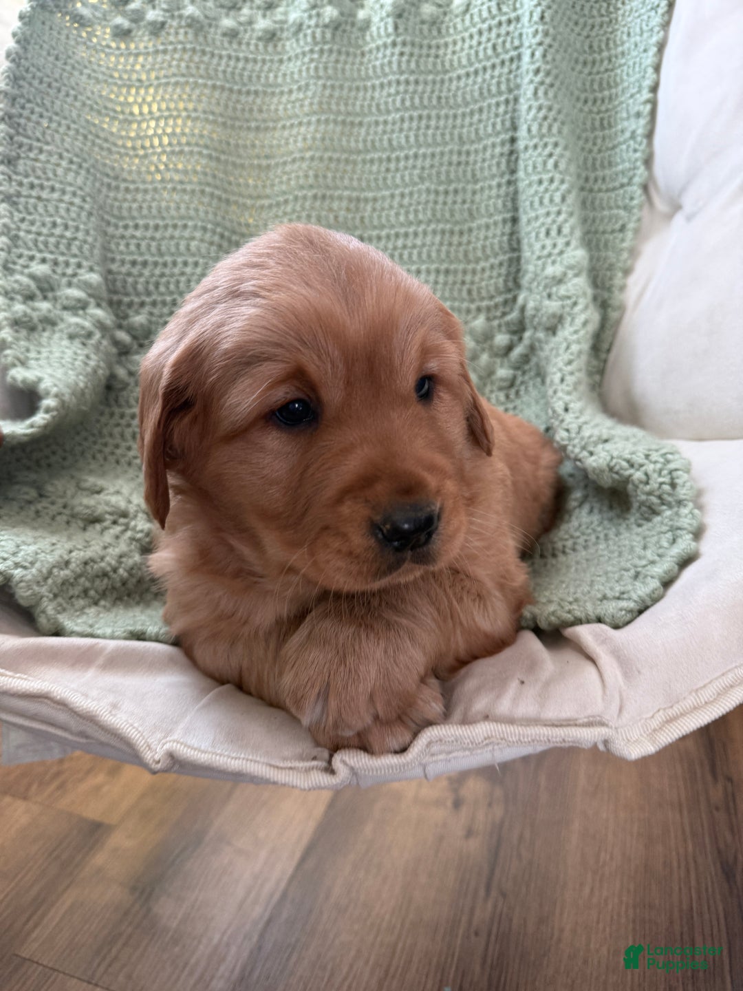 Golden Retriever dogs for sale: Sunny - Ad 8