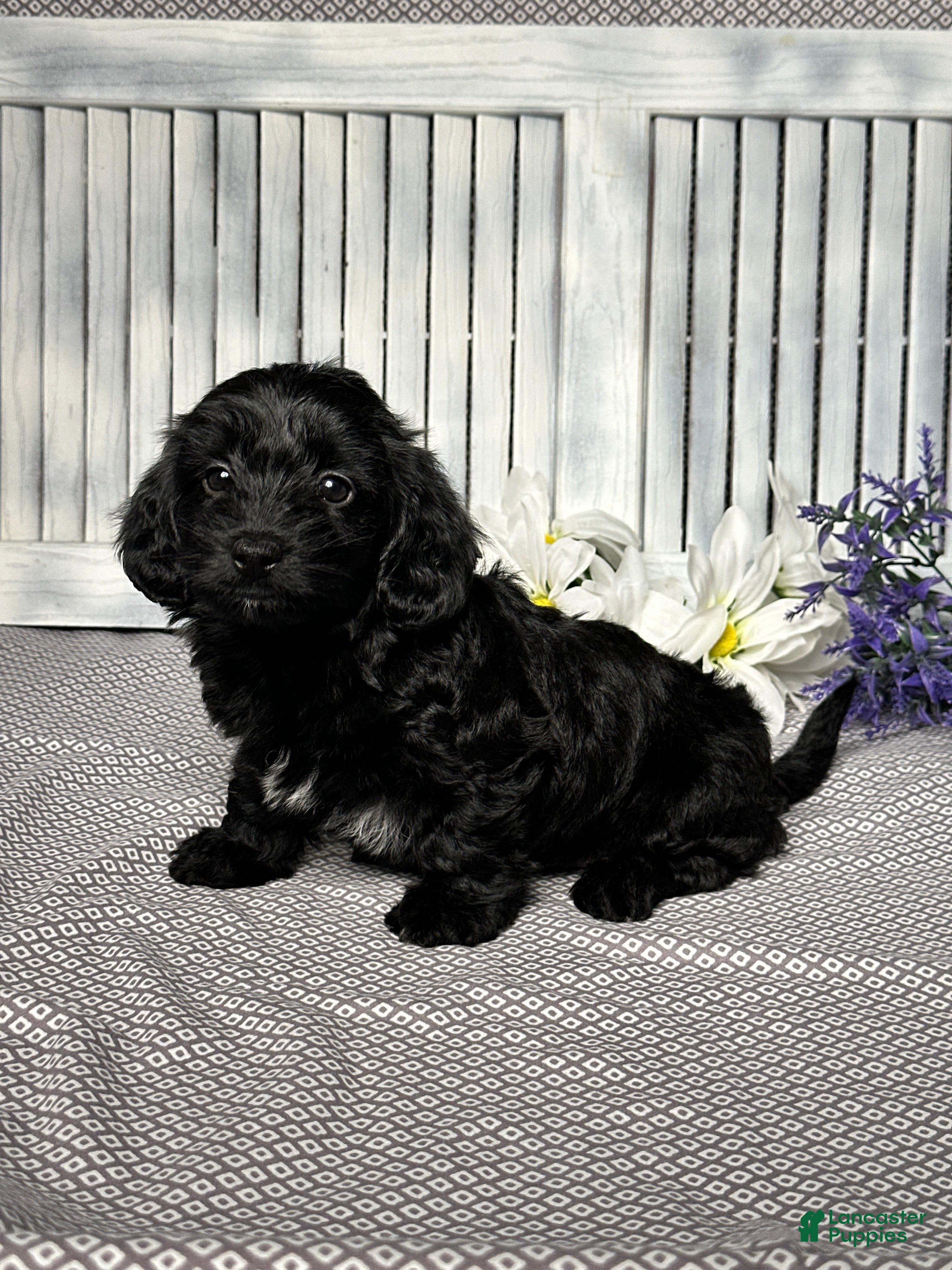 Mixed Breed dogs Annie - Ad 2