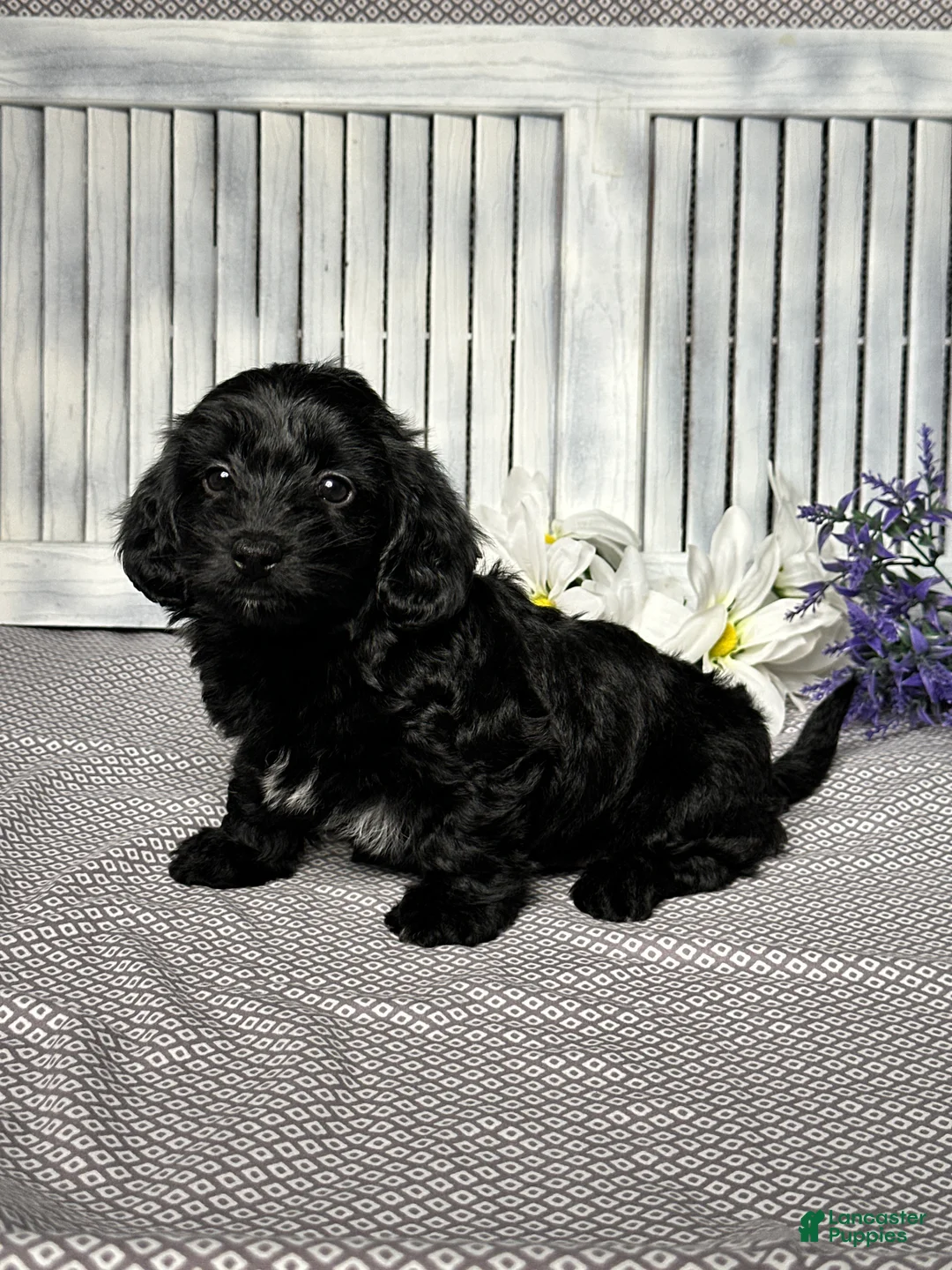 Mixed Breed dogs for sale: Annie - Ad 2