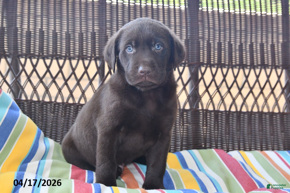 Labrador Retriever dogs Ollie - Ad 2