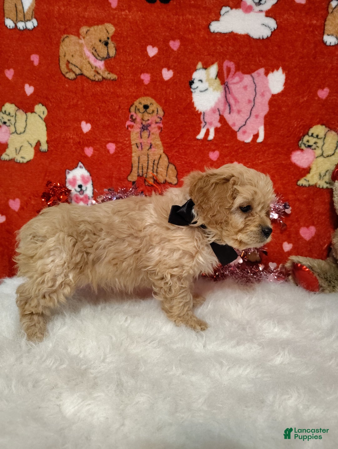 Cavapoo dogs for sale: Henry  - Ad 4