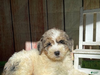 Mini Bernedoodle dogs - Ad 4