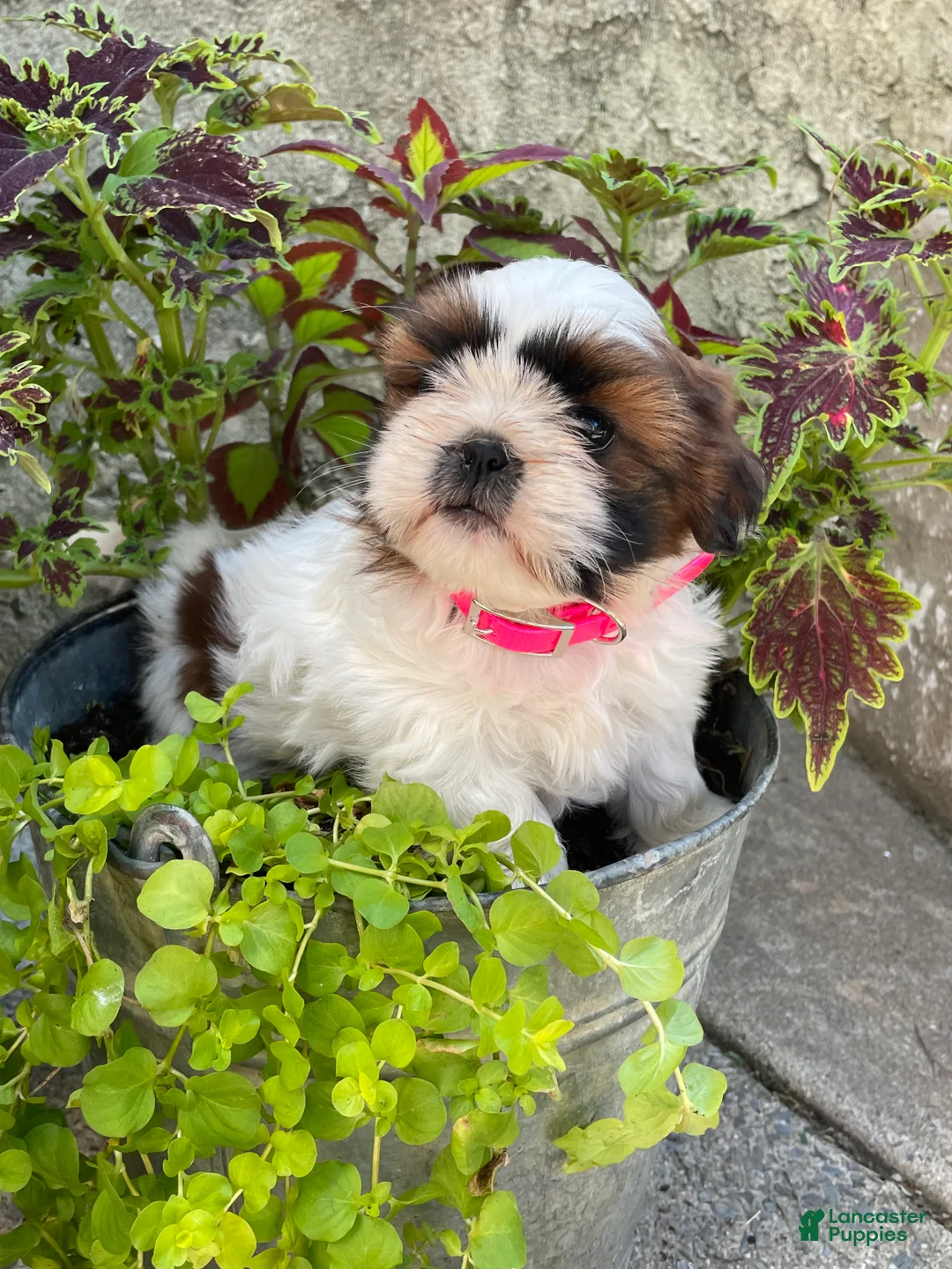 Shih Tzu dogs for sale: Lulu - Ad 2