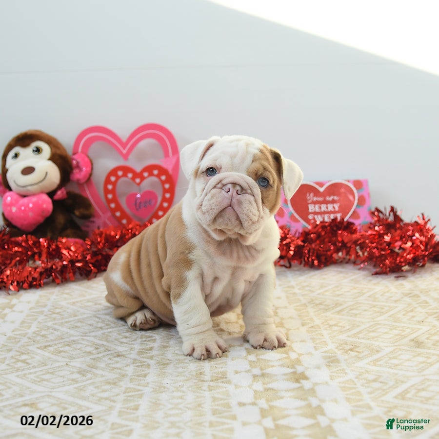 English Bulldog dogs Robin - Ad 2