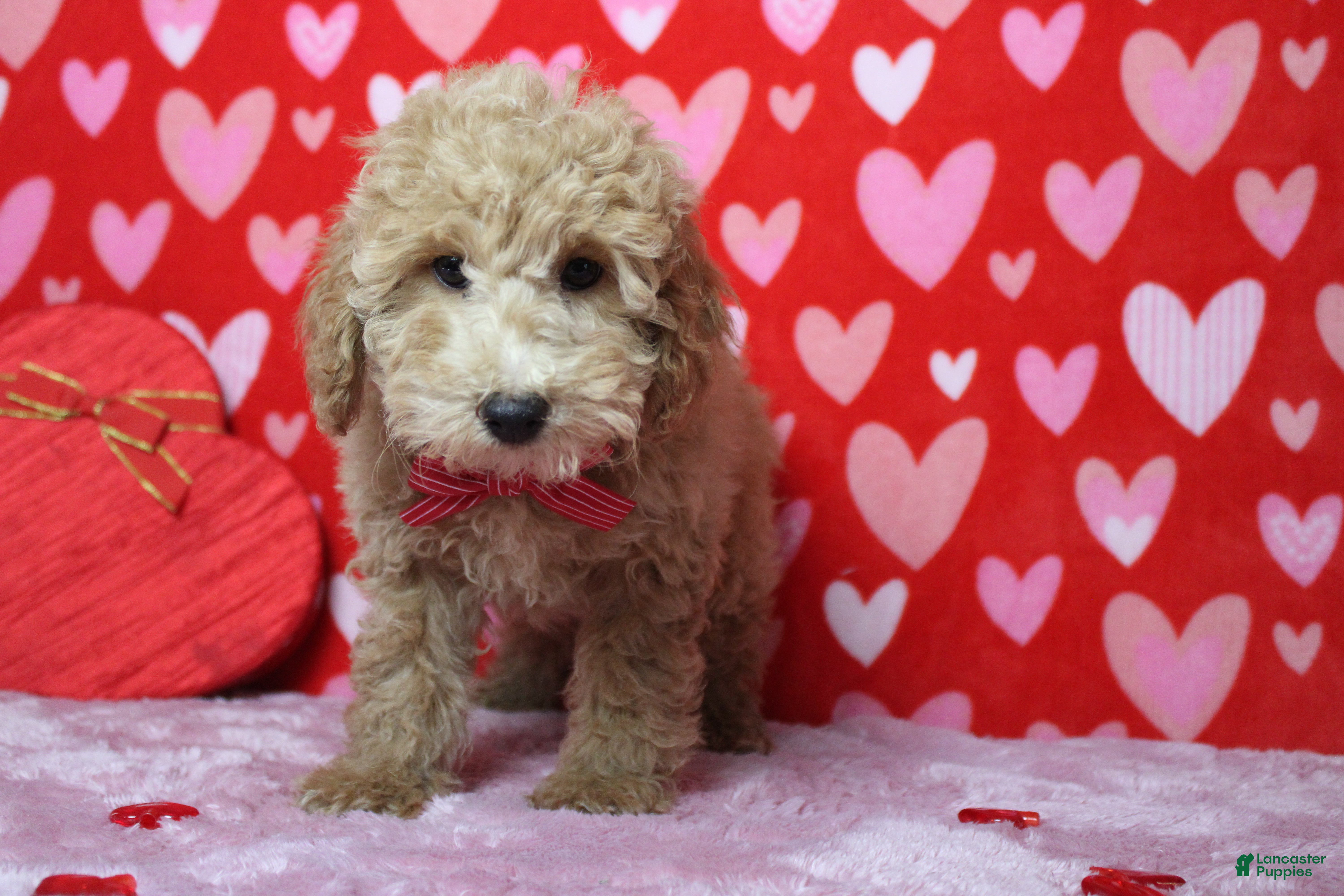 Toy Poodle dogs Garnet - Ad 14