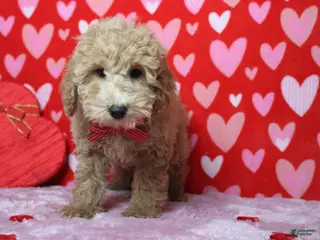 Toy Poodle dogs Garnet - Ad 14