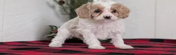 Cavapoo dogs for sale: Duke - Ad 12