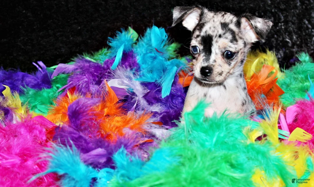 Chihuahua dogs for sale: Dottie - Ad 2