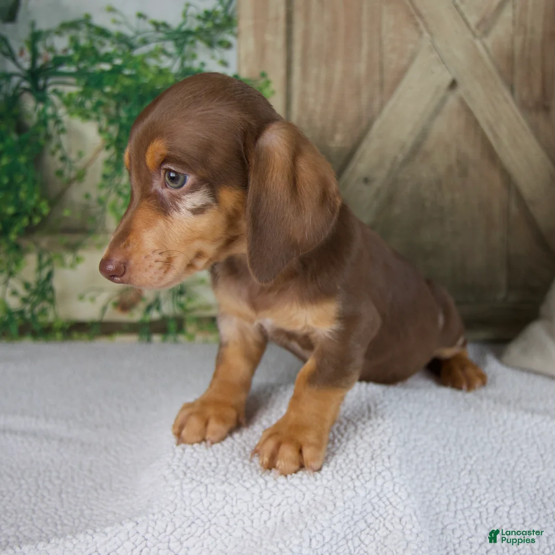 Miniature Dachshund dogs for sale: Bluey - Ad 8