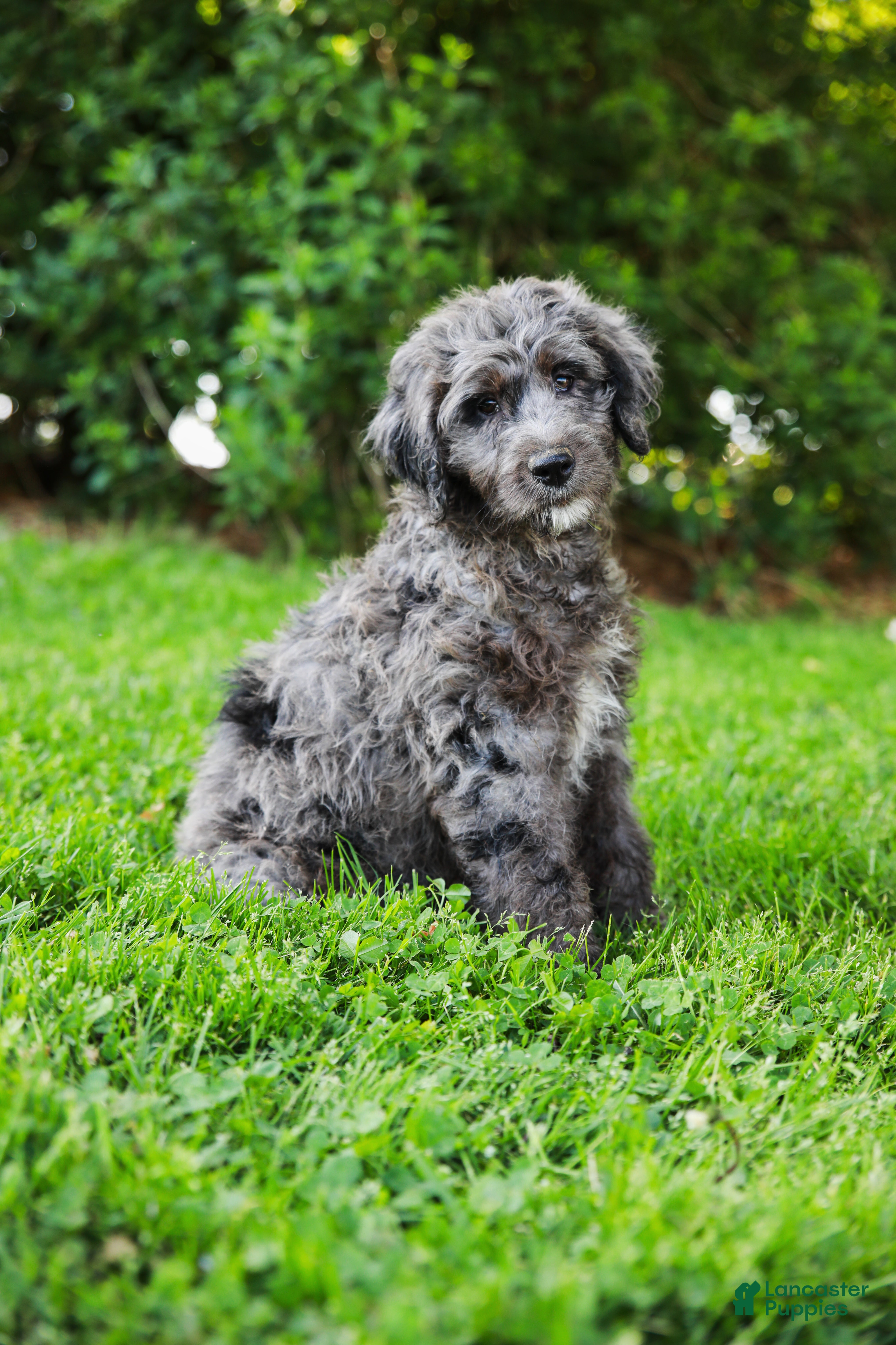 Aussiedoodle dogs Jax Standard - Ad 2
