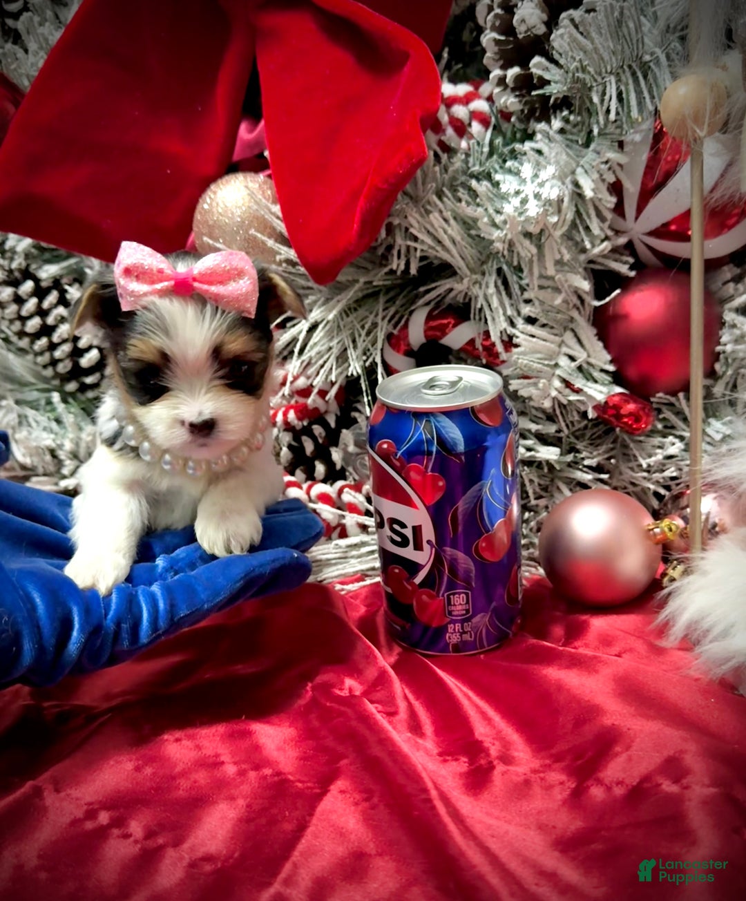 Yorkshire Terrier dogs for sale: Dot - Ad 10