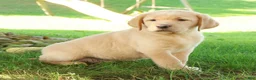 Labrador Retriever dogs for sale: Chase - Ad 1