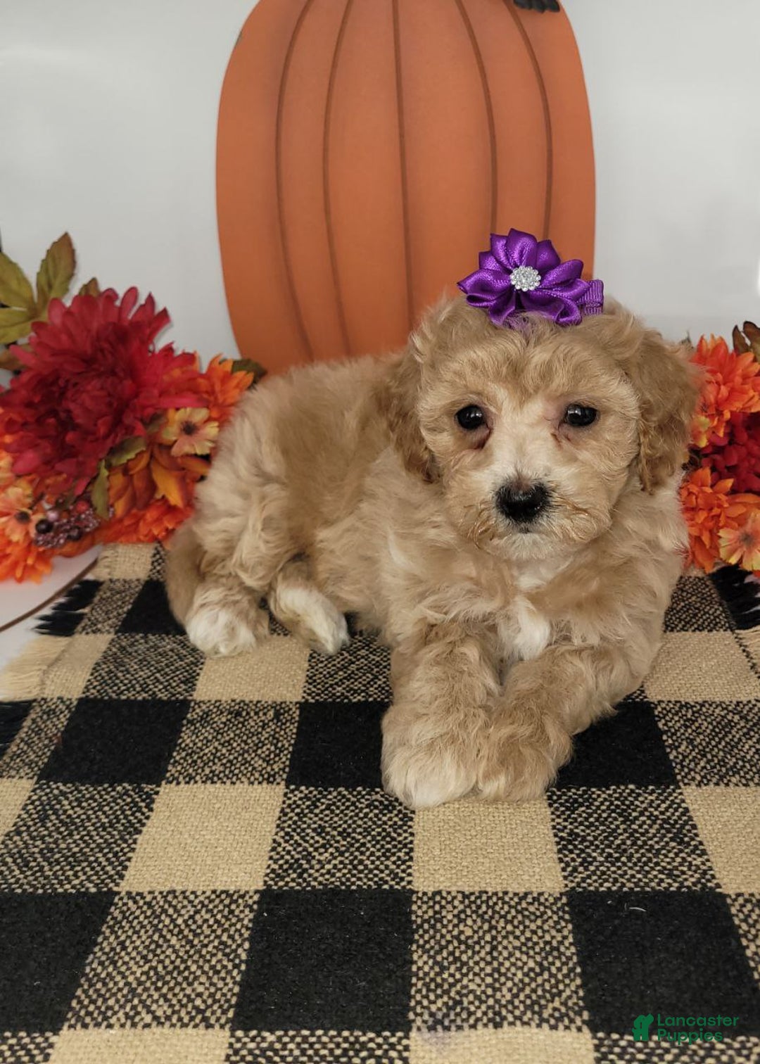 Bichpoo dogs for sale: Honey - Ad 2