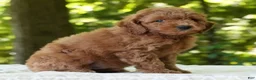 Mini Goldendoodle dogs for sale: Camden - Ad 7