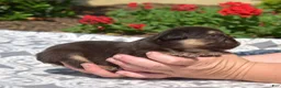 French Bulldog dogs for sale: Colby - Ad 3
